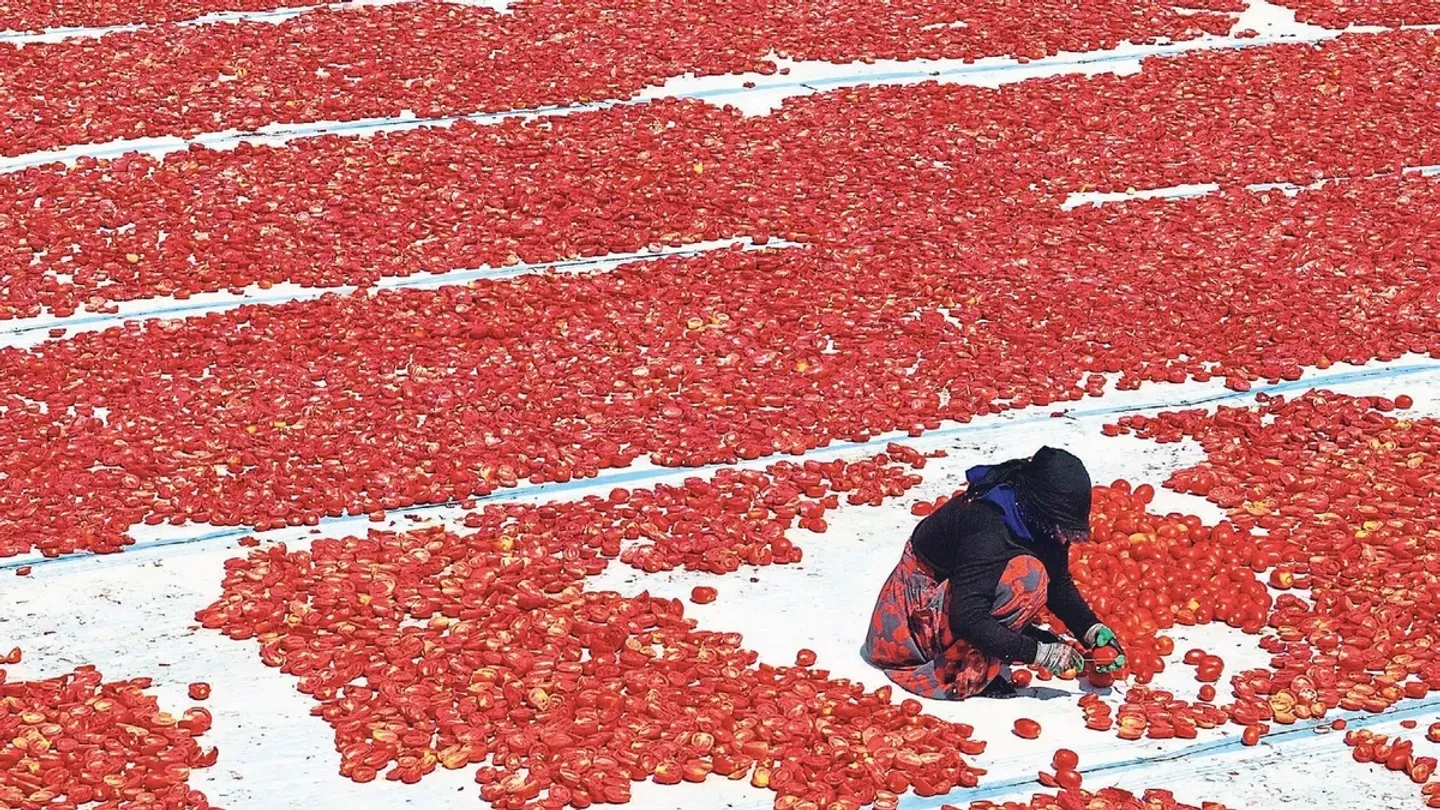 Torbalı Ovası kırmızıya büründü