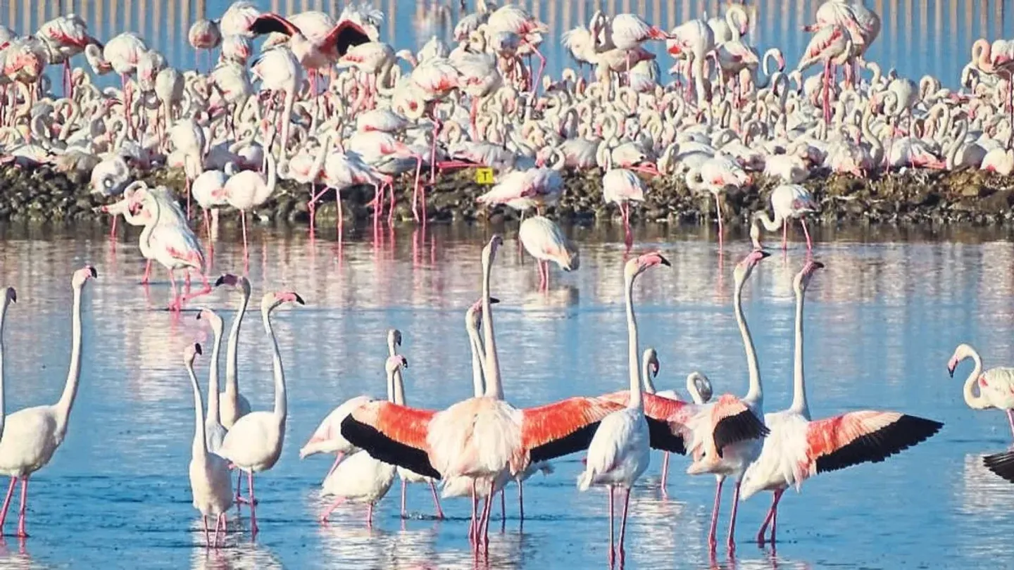 Yavru flamingolar kreşte