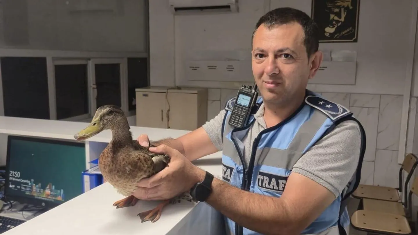 Karşıyaka'da Yürekleri Isıtan Operasyon: Zabıta Ekibi Trafiği Kesti, Çaresiz Ördeği Ezilmekten Kurtardı!