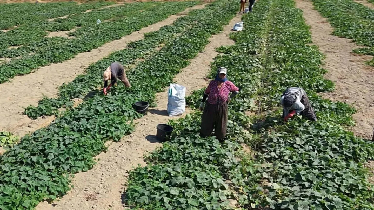 Ödemiş’te güz hasadı başladı: Tarladan tezgaha salatalık mesaisi