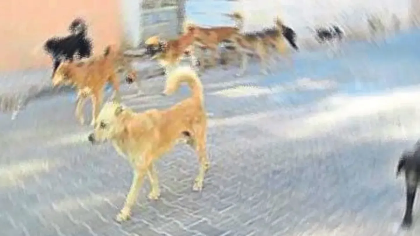 İzmir’de başıboş sokak hayvanları için ihale