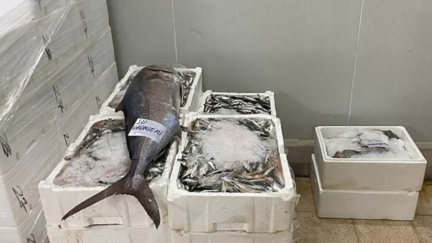 Denetimde ortaya çıktı! İzmir’de kaçak av operasyonu: 241 kilogram su ürünü...