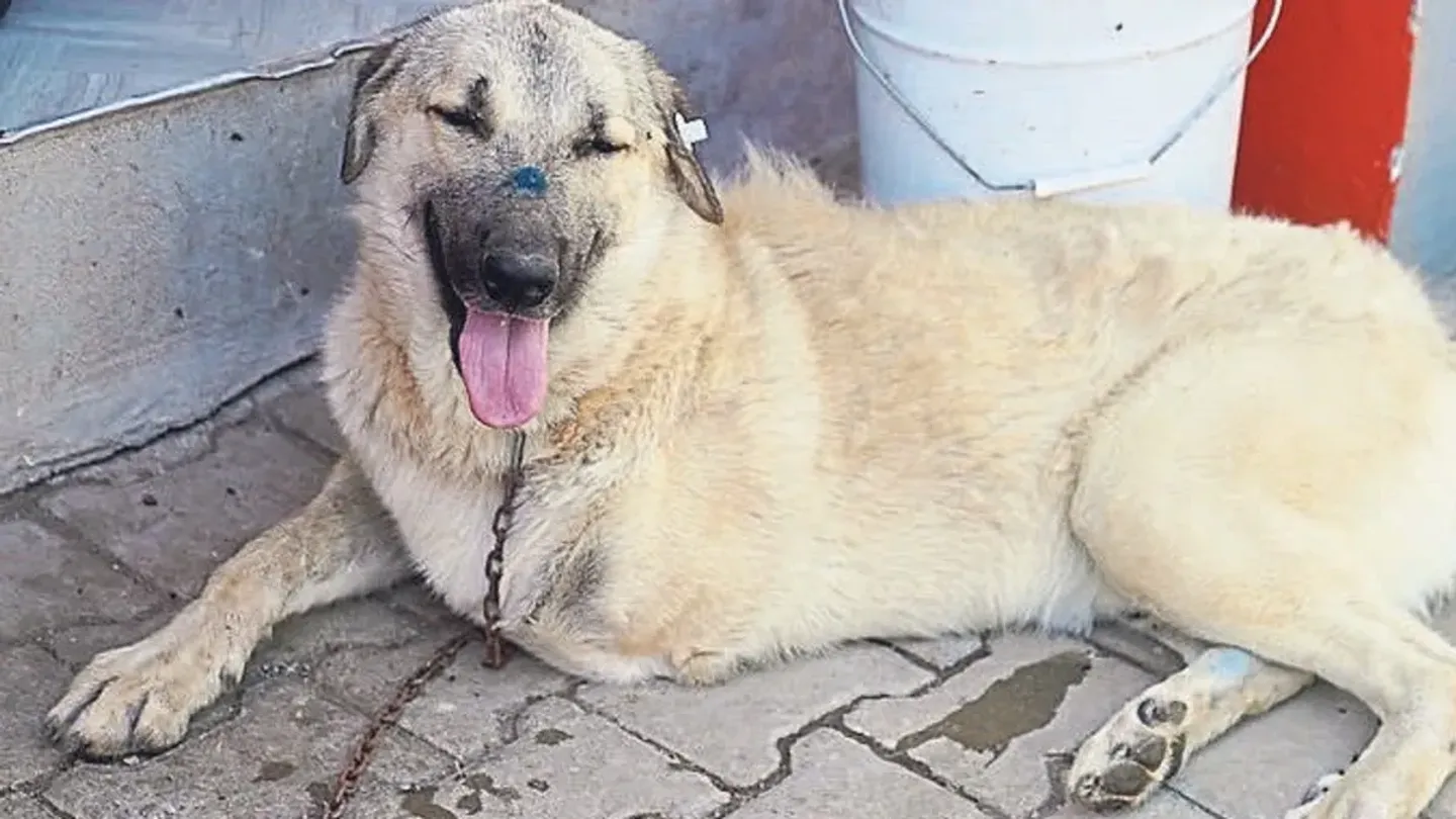 Ampute edilen Yaman’a yurt dışından sıcak yuva