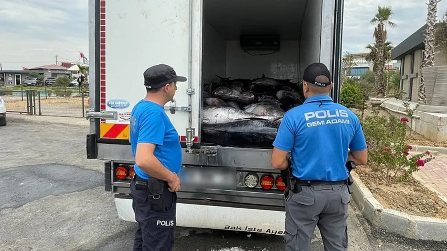 İzmir’de yarım milyonluk orkinos operasyonu: 3 ton balığa el konuldu
